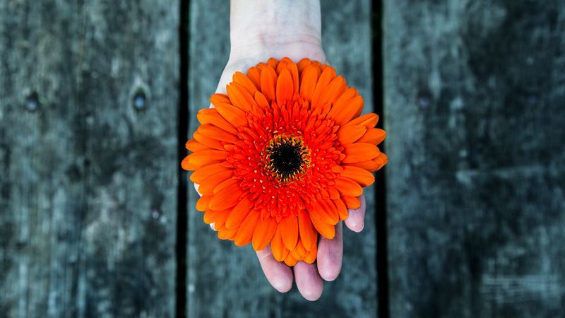 gerbera, flower, hand, 4k