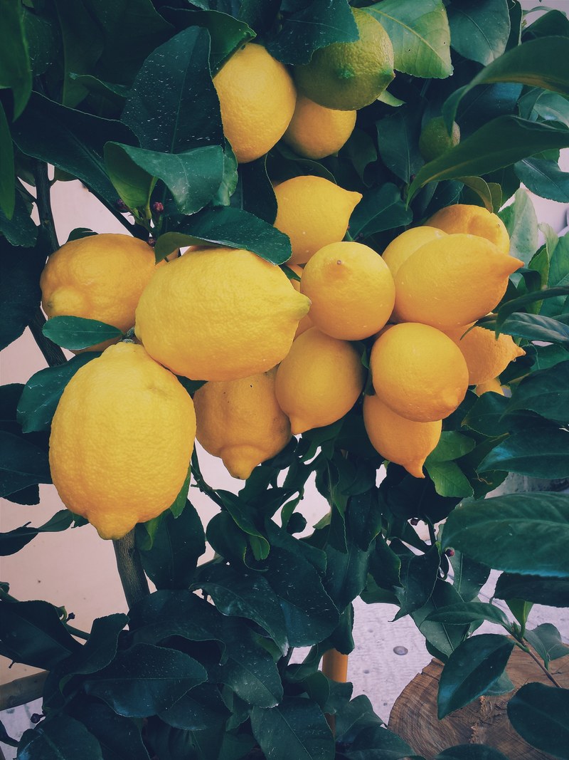 a cluster of large ripe lemons on a lemon tree, just a yellow lemon tree 4k
