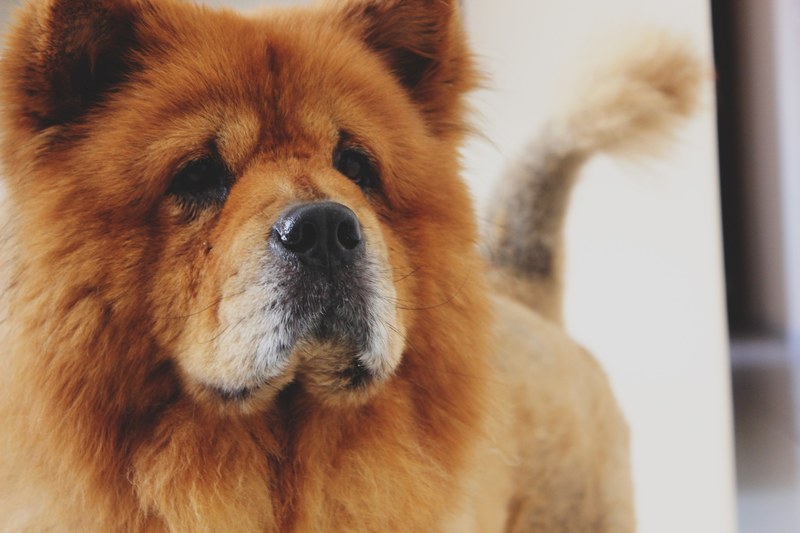 dog animal canine and chow 4k