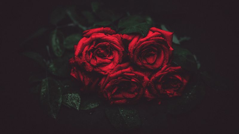 roses, drops, buds, dark background, 4k