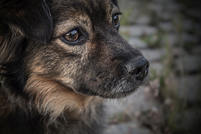 dog animal face and canine 4k