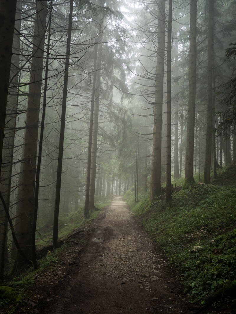 a narrow brown path in the forest filled with tall trees and grasses, whats your path 4k