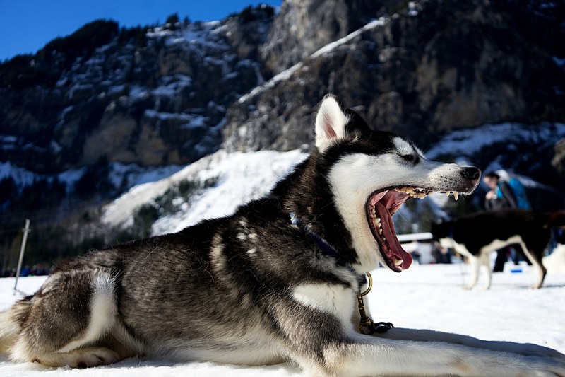 a yawning husky on snow near a jagged mountain, yawning husky on snow 4k