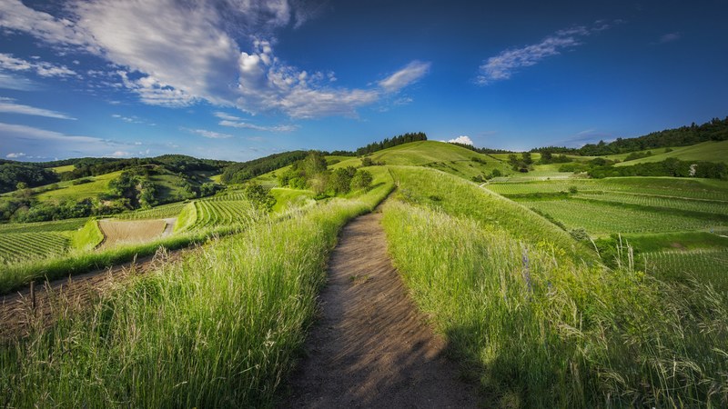 field grass path and grass land 4k