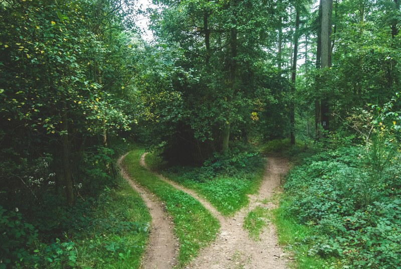 a fork in a footpath in the middle of a forest, forking forest path 4k