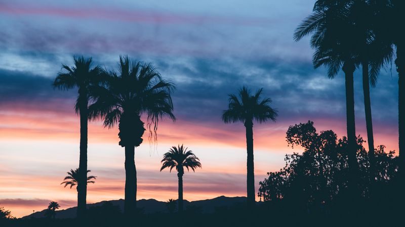 palms, sunset, sky, 4k