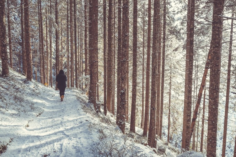 a person walking on a snowy footpath in a coniferous forest, in a forest on a winters day 4k