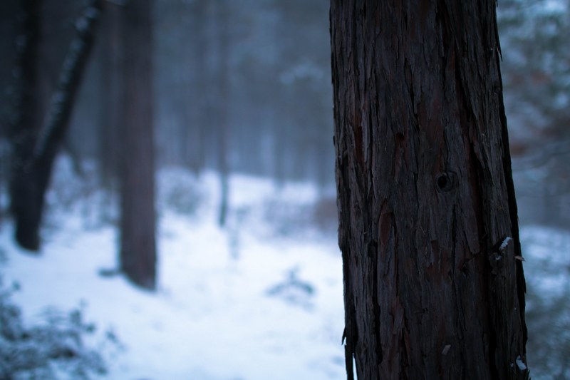 mountain snowfall leafe and forest 4k