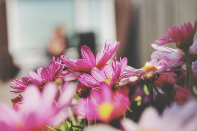 pink flowers bloom in a bed by a house, pink flowerbed 4k
