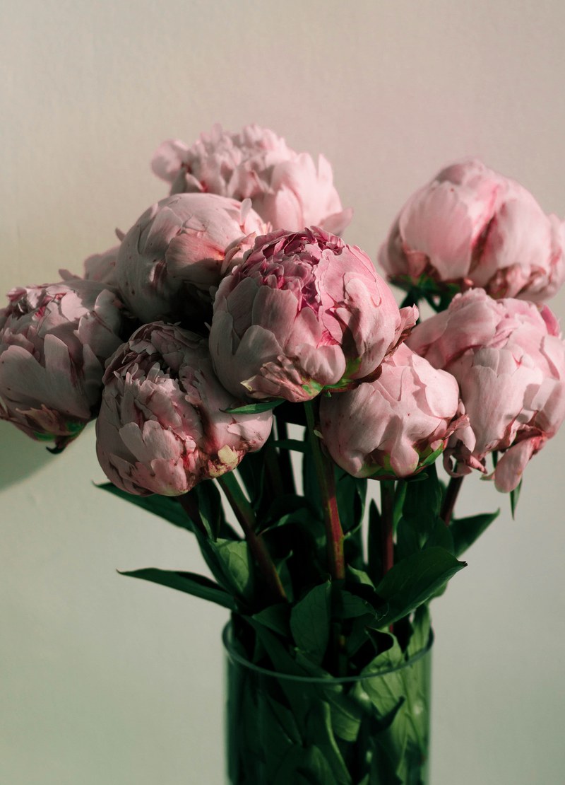 pink peonies 4k