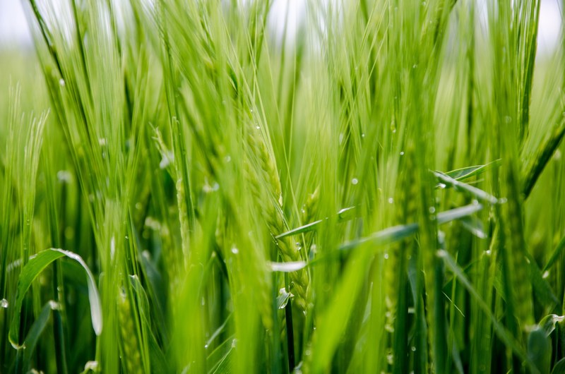 fresh green and fresh summer green 4k
