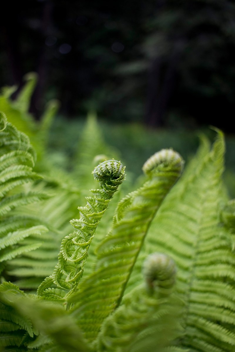 plant botanical garden green and macro hd, 4k