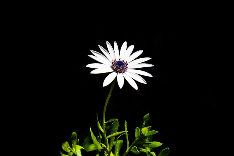 a white daisy and stem against a black background, white daisy 4k