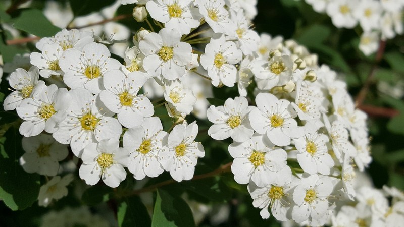 miracle morning white bear lake nature and spring 4k
