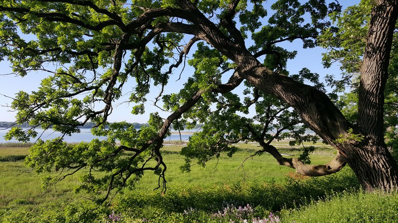 miracle morning oak tree white bear lake and nature 4k