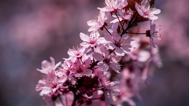 flowers, bloom, spring, leaves, petals, 4k