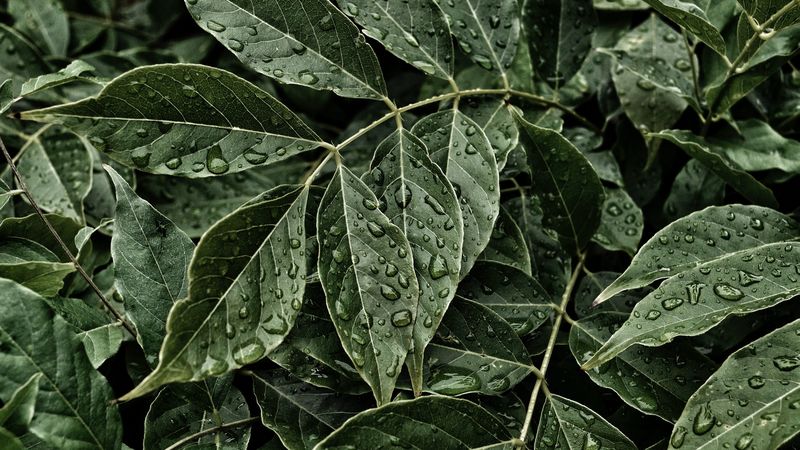leaves, drops, surface, close-up, 4k