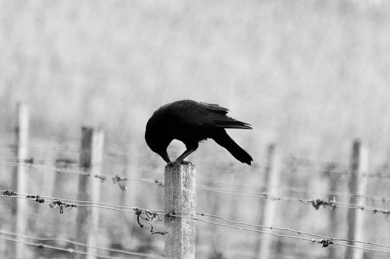 black and white shot of black bird sitting on barbed wire fence in johannesburg, black bird on barbed wire 4k