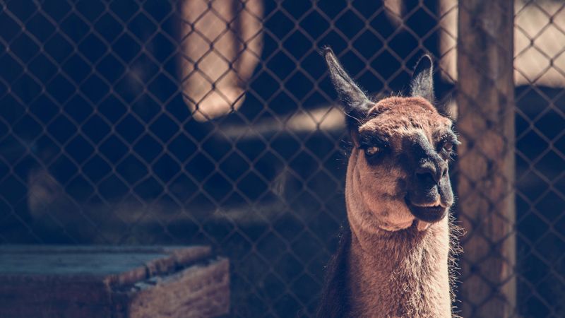 camel, muzzle, look, 4k