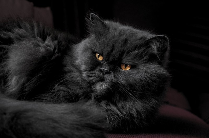 close up of a black persian cat, grouchy persian cat 4k