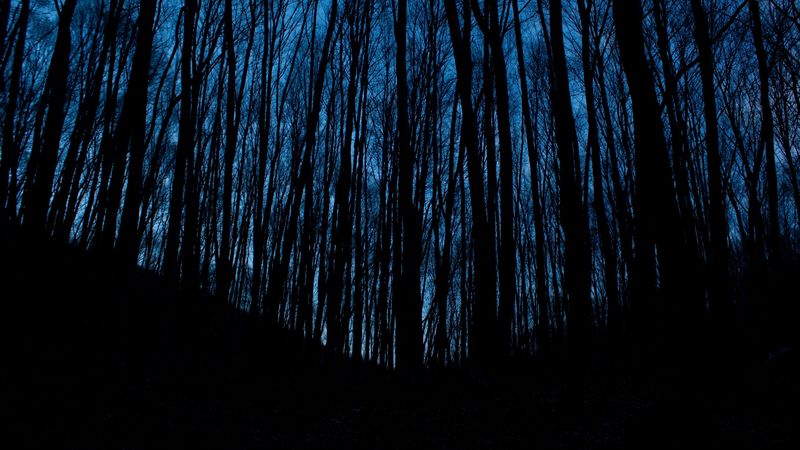 trees, forest, dark, night, 4k