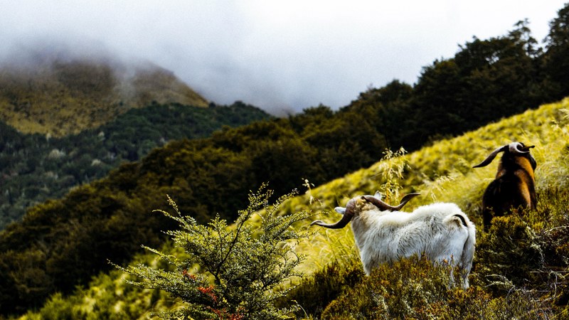 two goats in tall grass on a hillside near queenstown, goats on a hillside 4k