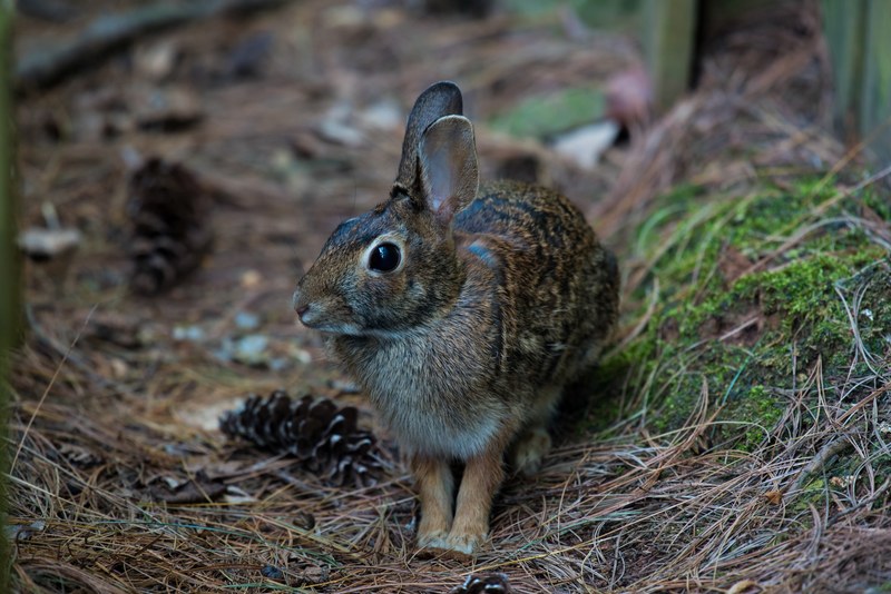 close up of a hare near pine cones on a forest floor in knoxville, brown hare in close up 4k