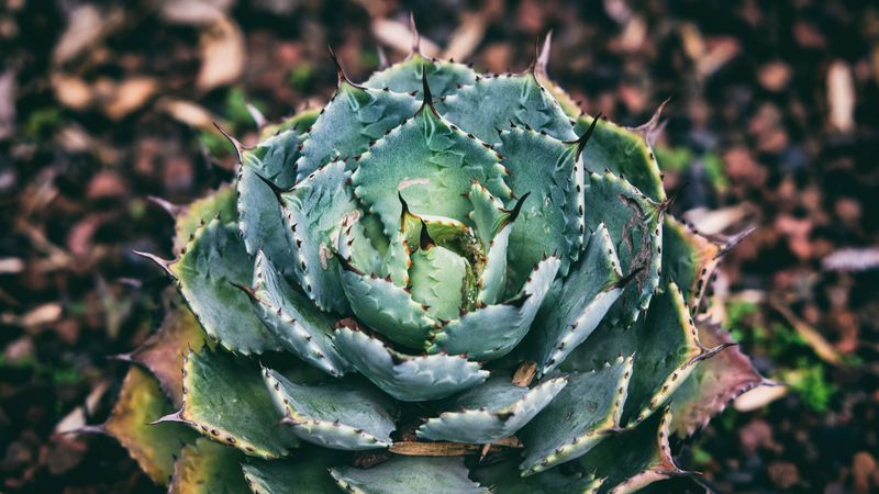 succulent, flower, plant, leaves, 4k