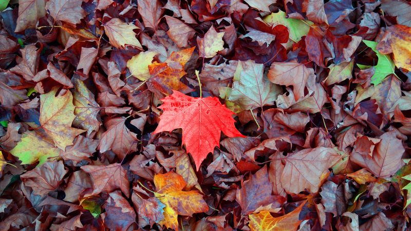 maple, autumn, leaves, fallen, 4k