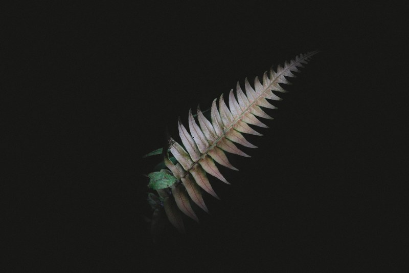 a dark night shot highlighting the foliage of a leaf, brown fern leaf on black 4k