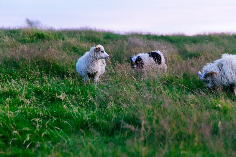 sheep grass field and meadow 4k