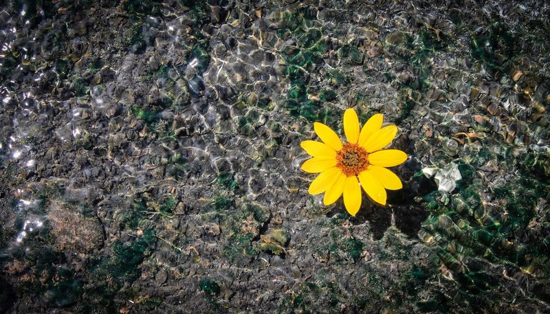 a yellow flower floating on the clear surface of water, yellow flower in a stream 4k