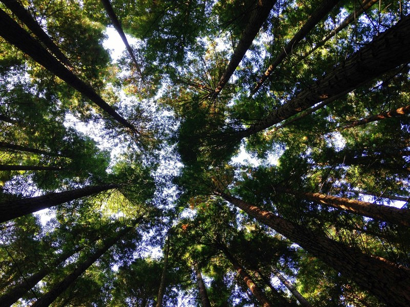a low angle shot of a canopy formed by tall trees, treetops seen from the ground 4k