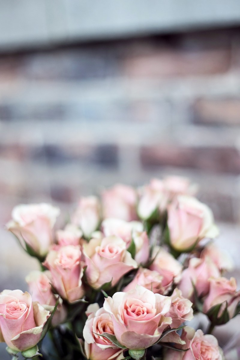 romantic floral bouquet of pink roses, pink rose bouquet 4k