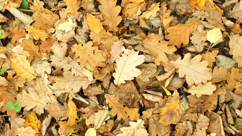 leaves, autumn, fallen, oak, 4k