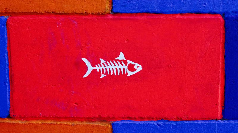 fish, art, wall, paint, 4k