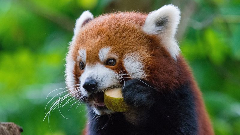 red panda, fiery panda, food, 4k