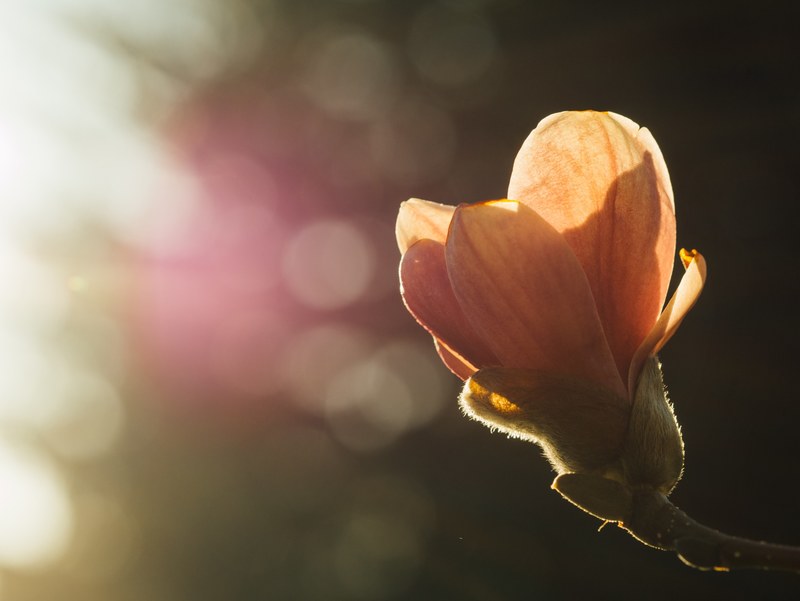 close up of yellow flower bud and out of focus background in spring sunlight, orange flower bud 4k