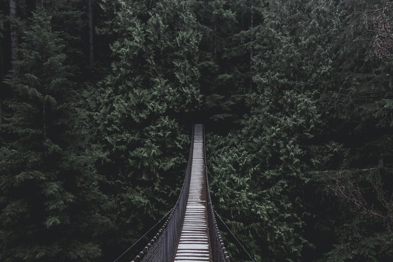 bridge tree woodland and forest 4k
