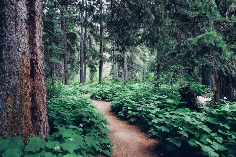 follow the fairies 4k