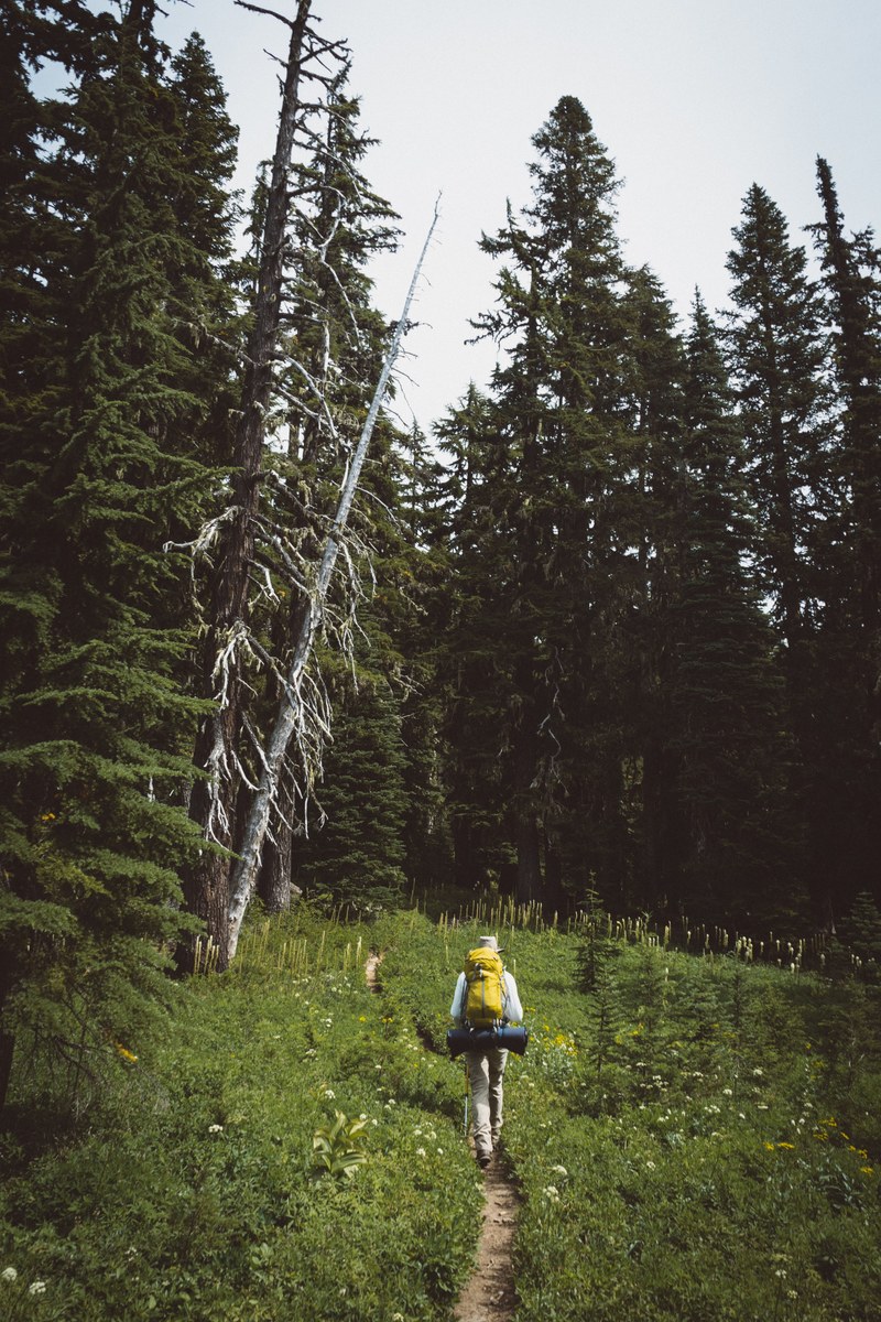a hiker on a narrow footpath along a forest, backpacking in the wilderness 4k