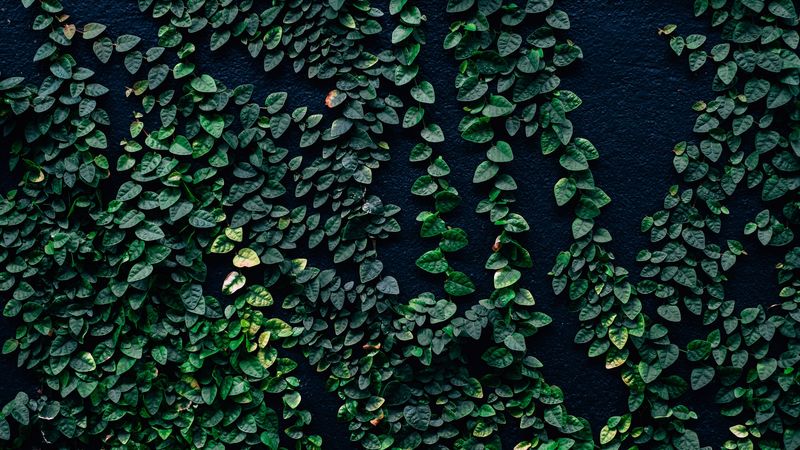 leaves, wall, green, 4k