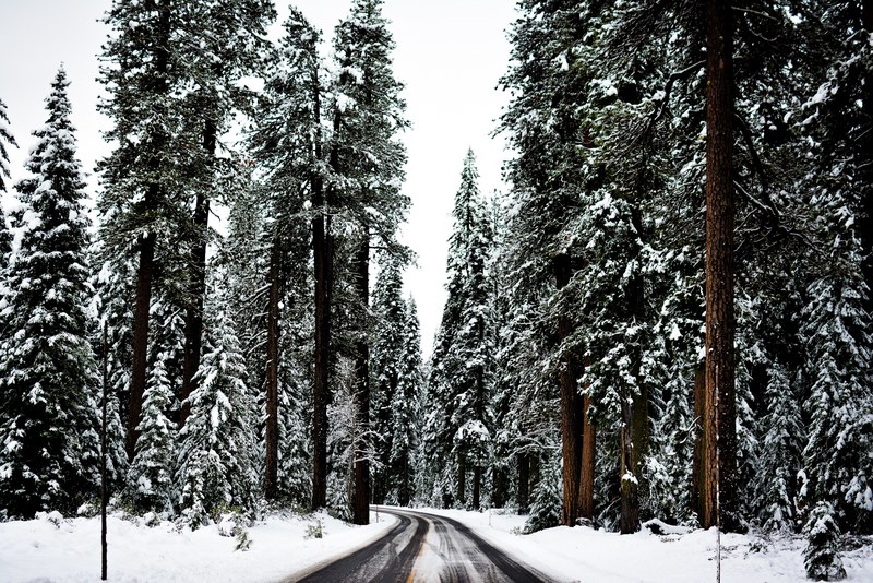 staring down a wet single lane forest road in the winter, forest road in winter 4k