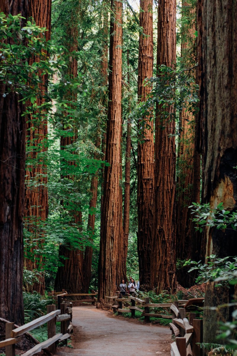 tree marin county san francisco and californium hd, 4k