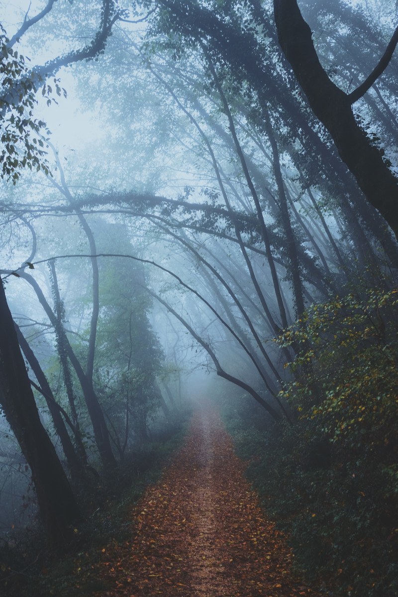 a leaf covered path through a foggy forest, autumn in a misty forest 4k