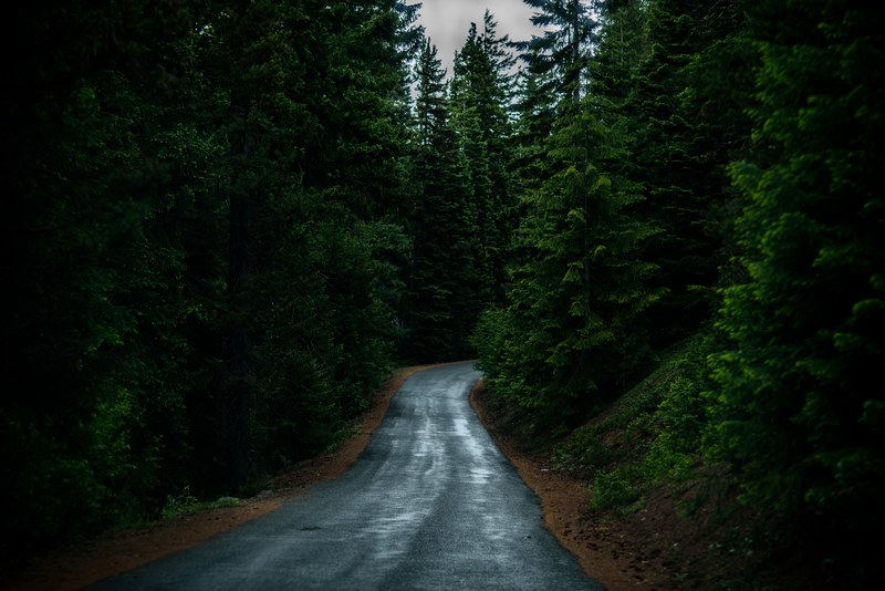 a wet asphalt road lined with green conifers in crescent, wet forest road 4k