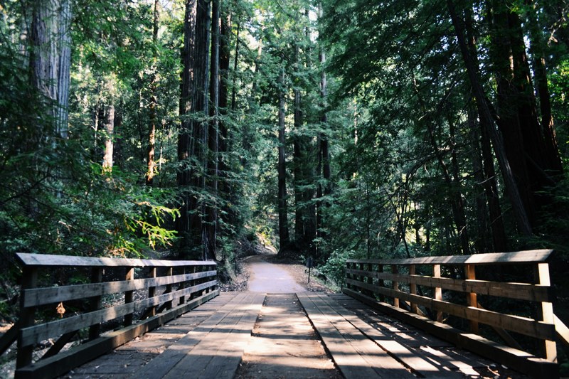 a wooden bridge and a narrow asphalt path in a forest, wooden bridge on a forest path 4k