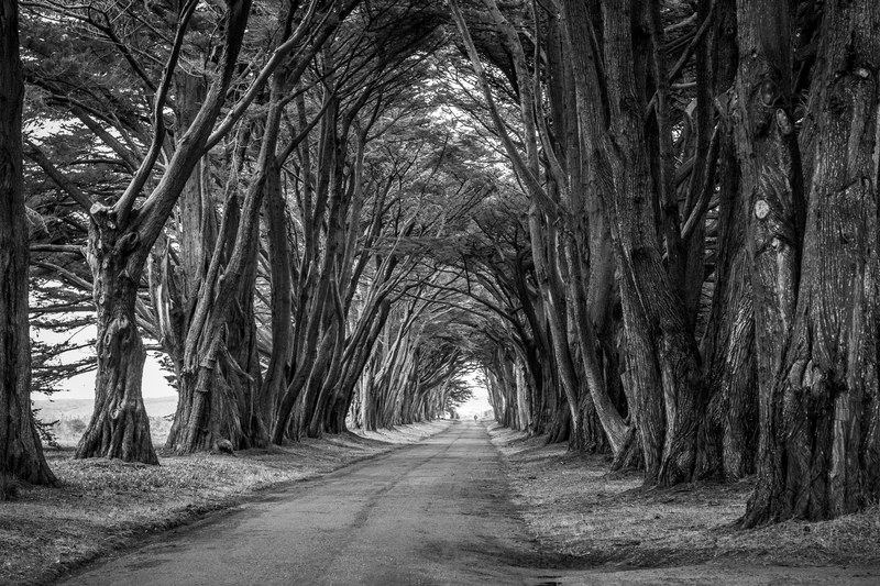 tree pathway tunnel and cypress tunnel 4k