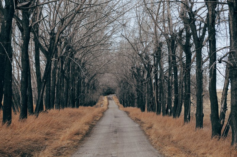 tree path road and pathway 4k