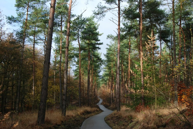a narrow pathway winding through a pine forest, twisting path in an autumn forest 4k